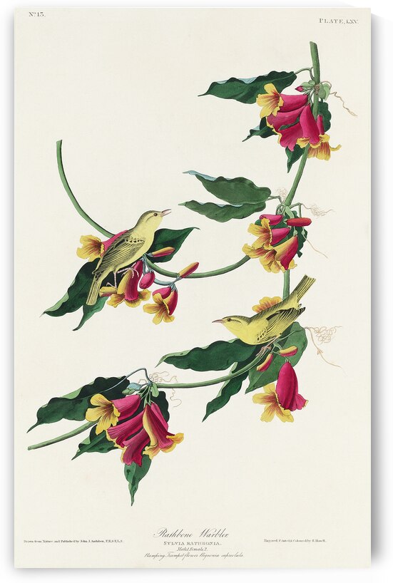 Rathbone Warbler by IStockHistory com