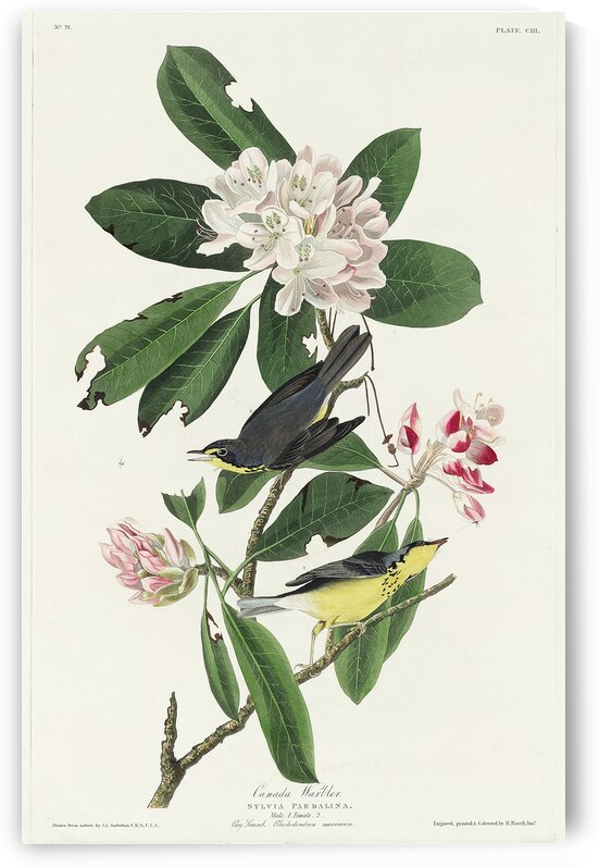 Canada Warbler by IStockHistory com