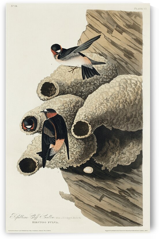 Republican or Cliff Swallow by IStockHistory com