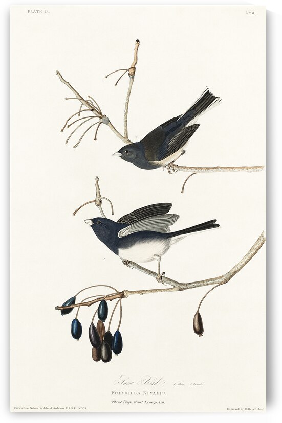 Snow Bird by IStockHistory com