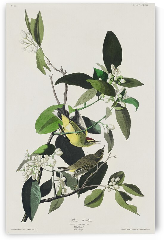 Palm Warbler by IStockHistory com