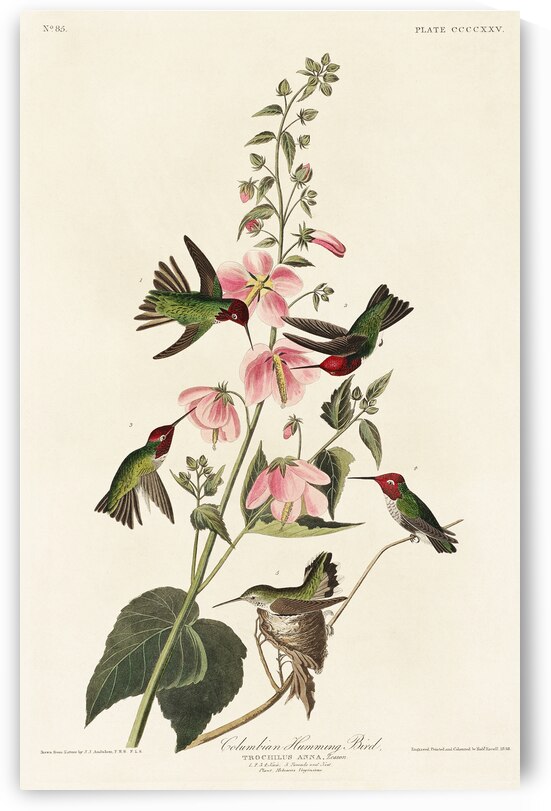 Columbian Humming Bird by IStockHistory com