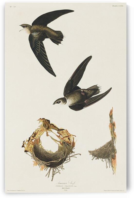 American Swift by IStockHistory com