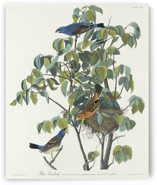 Blue Grosbeak by IStockHistory com