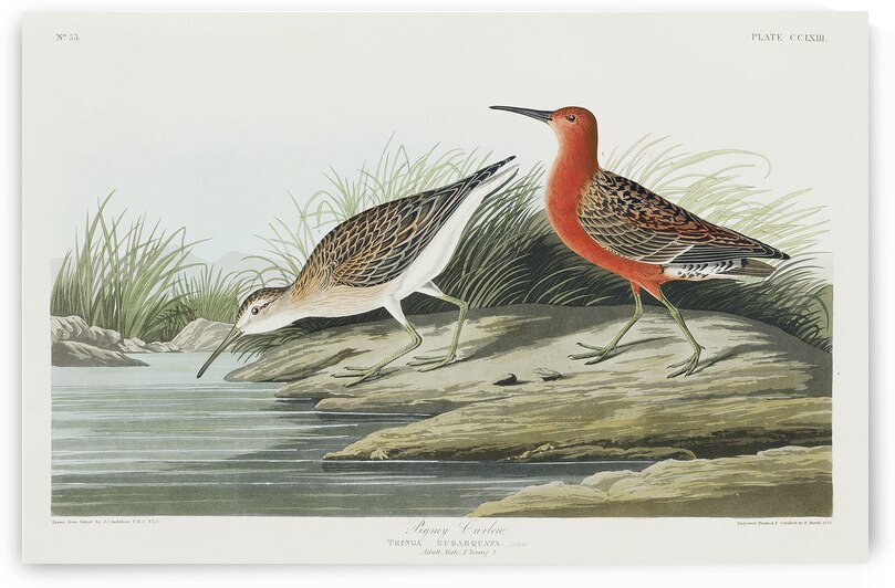 Pigmy curlew by IStockHistory com