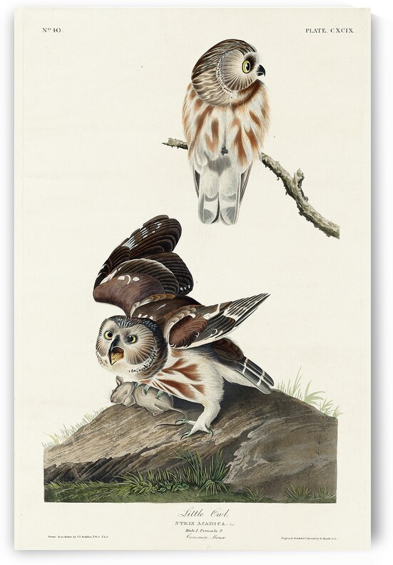 Little Owl by IStockHistory com