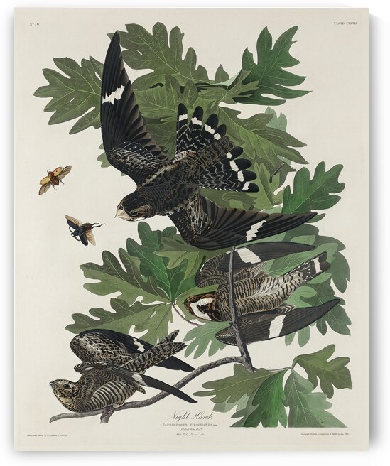 Night Hawk by IStockHistory com