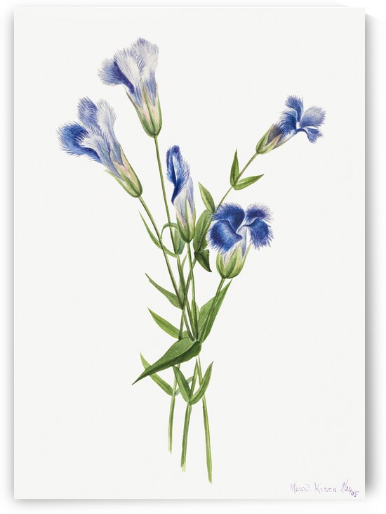 Fringed Gentian Gentiana crinita 1905 by IStockHistory com
