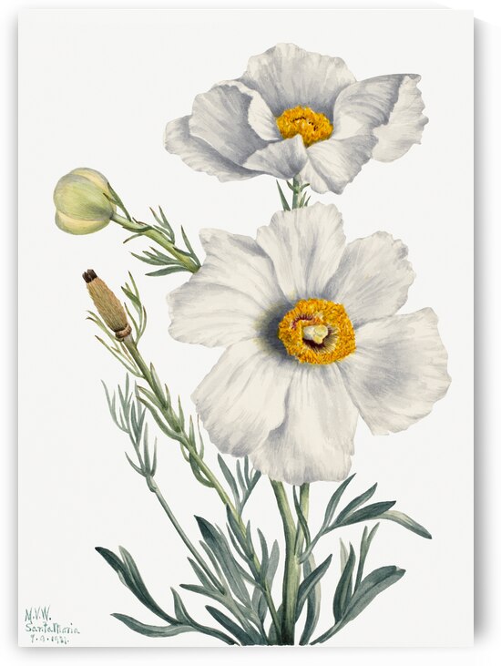 Matilija Poppy Romneya coulteri 1931 by IStockHistory com