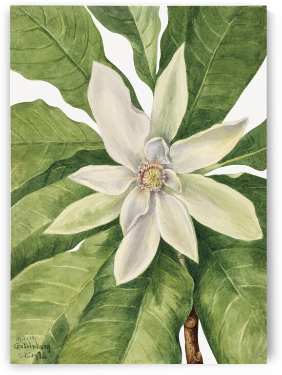 Umbrella Tree Magnolia tripetala 1932 by IStockHistory com