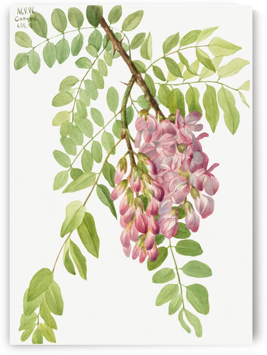 New Mexican Locust Robinia neomexicana 1938 by IStockHistory com