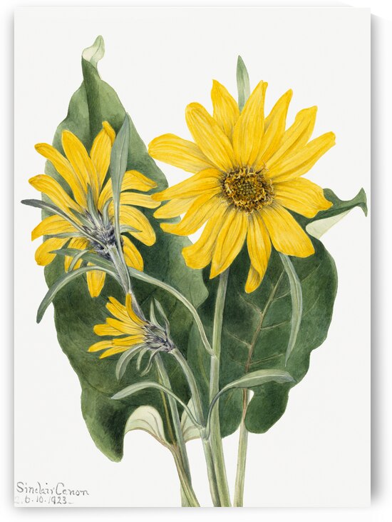 Balsamroot Balsamorhiza sagittata 1923 by IStockHistory com