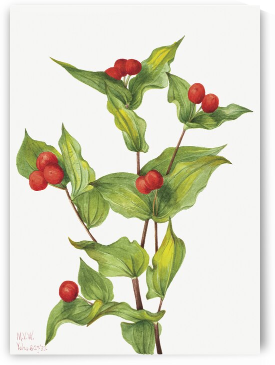 Fairy–bells Disporum hookeri 1933 by IStockHistory com