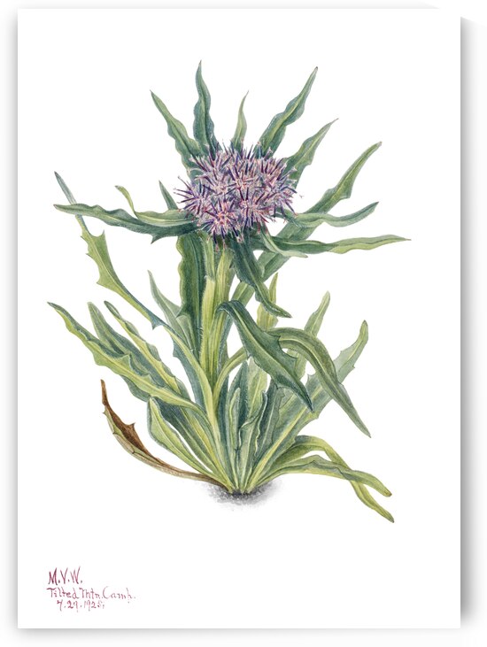 Saussurea Saussurea densa 1925 by IStockHistory com