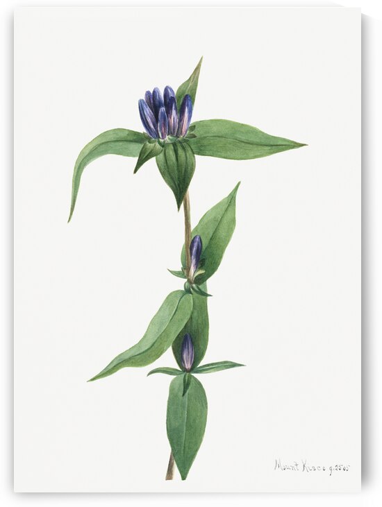 Bottle Gentian Gentiana saponaria 1905 by IStockHistory com