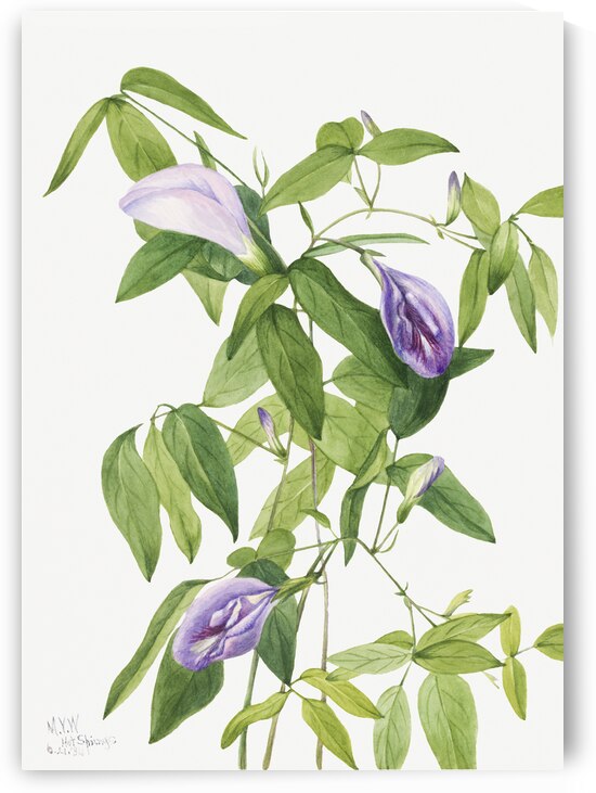 Butterfly Pea Clitoria mariana 1934 by IStockHistory com