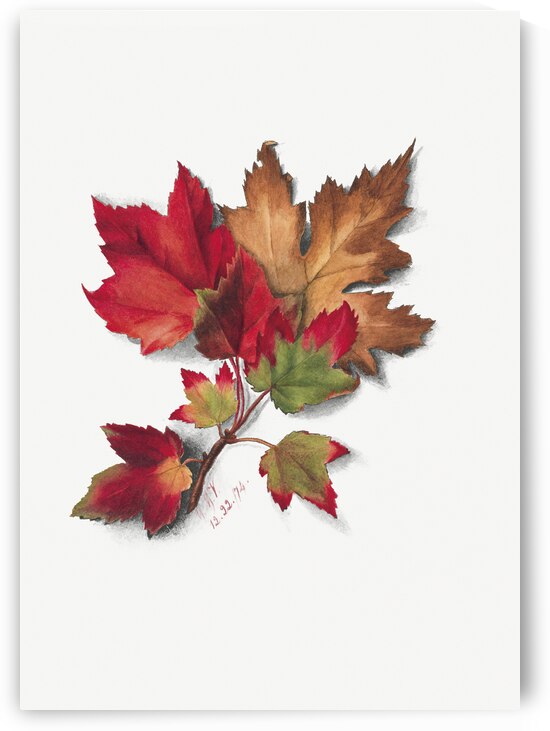 Autumn Leaves 1874 by IStockHistory com