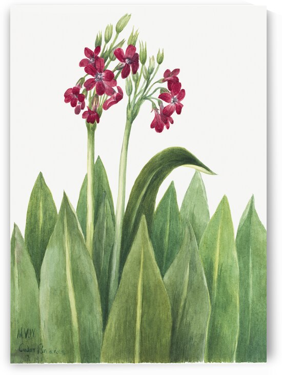 Primrose Primula parryi 1938 by IStockHistory com