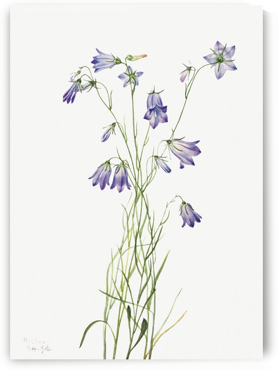 Harebell Campanula rotundifolia 1916 by IStockHistory com