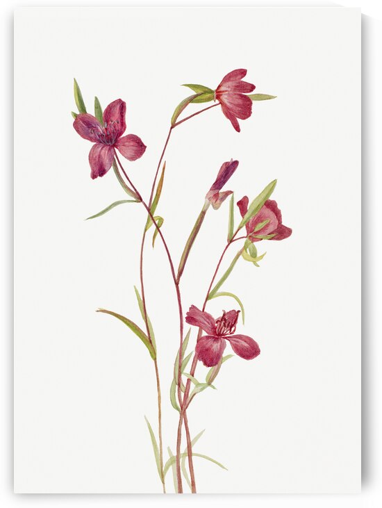Farewell to Spring Godetia amoena lilja 1930 by IStockHistory com