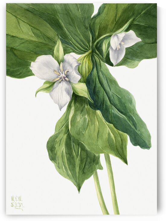 Farewell to Spring Godetia amoena lilja 1930 by IStockHistory com