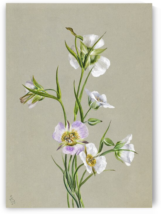 On the Road to Monument 1881 by IStockHistory com