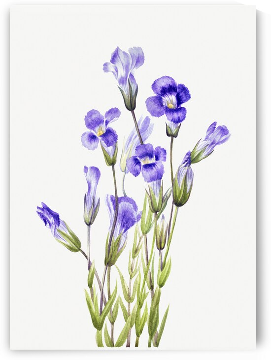 Fringed Gentian Gentiana elegana 1933 by IStockHistory com