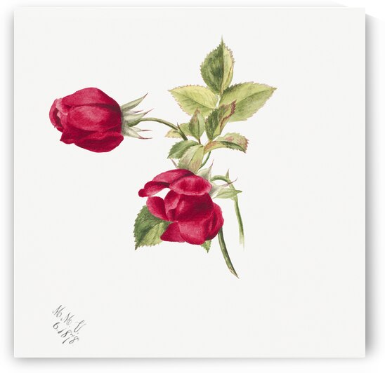 Rose 1878 by IStockHistory com