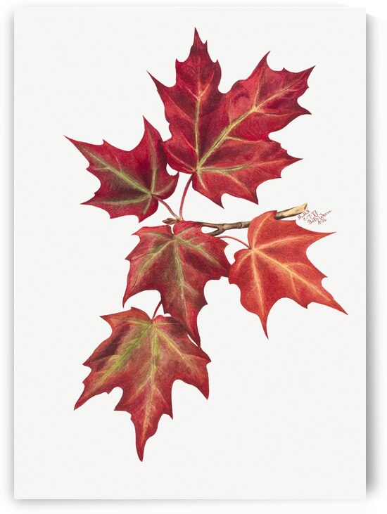 Autumn Leaves 1874  by IStockHistory com