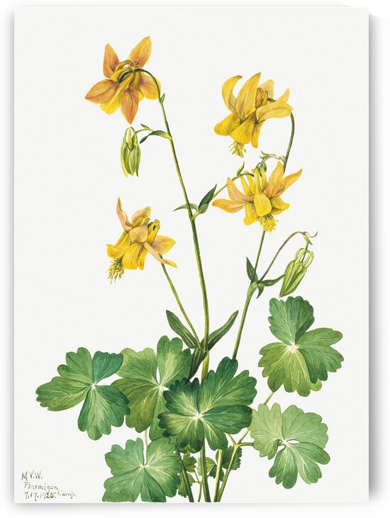 Lemon Columbine Aquilegia flavescens 1925 by IStockHistory com