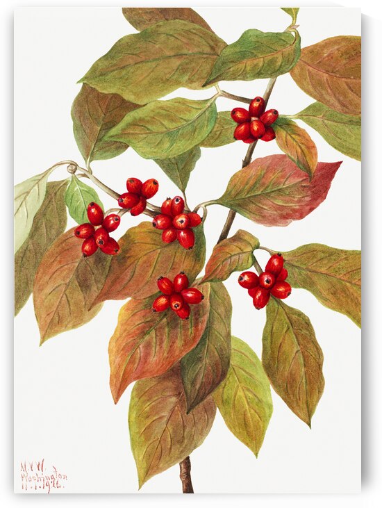 Flowering Dogwood Cornus florida 1919 by IStockHistory com