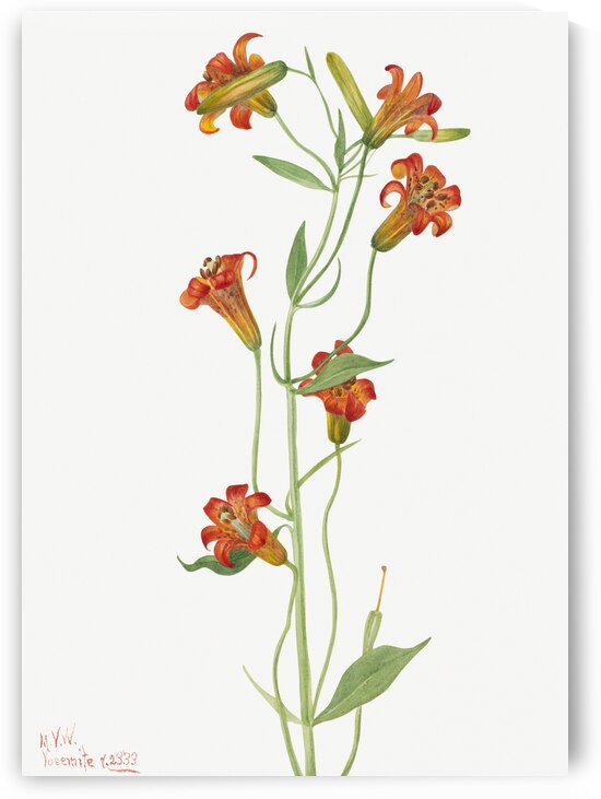 Small Tiger Lily Lilium parvum 1933 by IStockHistory com