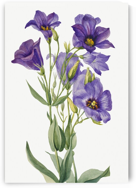 Eustoma russelianum 1930 by IStockHistory com