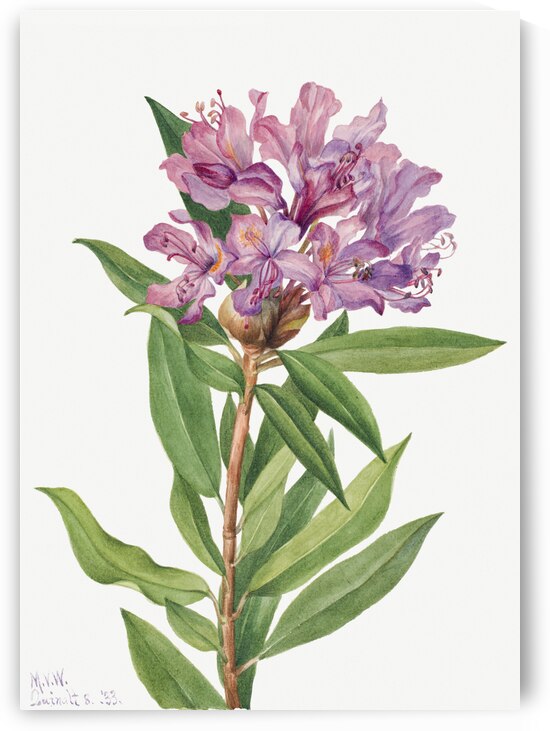 California Rose Bay Rhododendron californicum 1933 by IStockHistory com