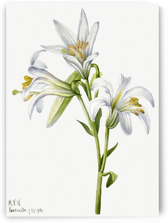 Washington Lily Lilium washingtonianum 1933 by IStockHistory com