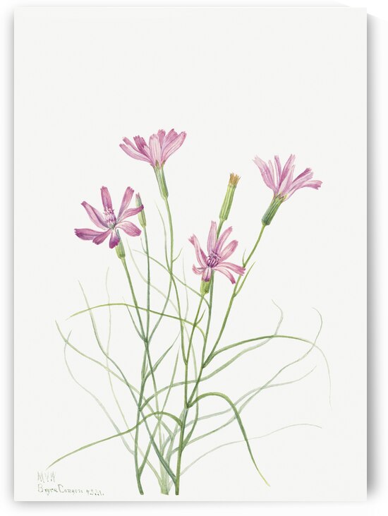 Skeleton Weed Lygodesmia grandiflora 1931 by IStockHistory com