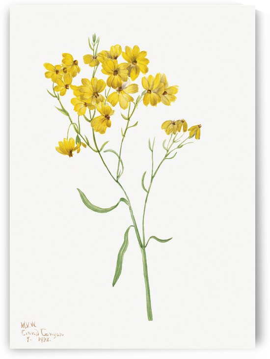 Psilostrophe sparsiflora 1938 by IStockHistory com