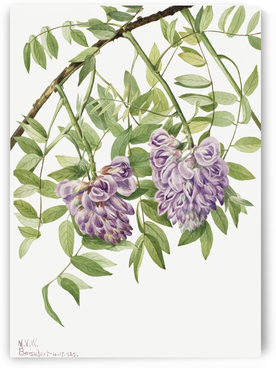 American Wisteria Kraunhia frutescens 1925 by IStockHistory com