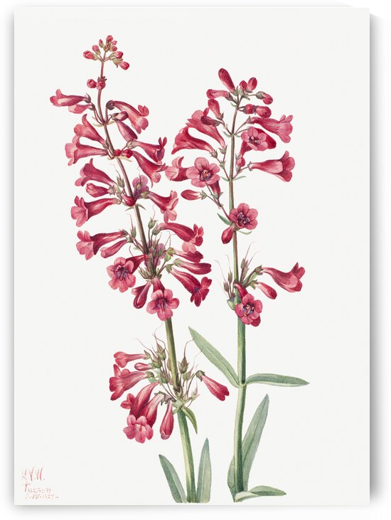 Parrys Penstemon Penstemon parryi 1927 by IStockHistory com