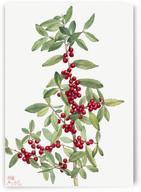 Yaupon Ilex vomitoria 1926 by IStockHistory com