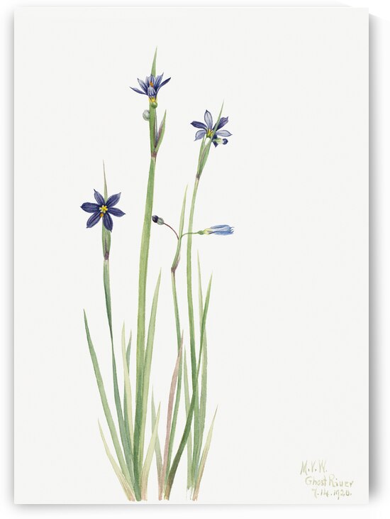 Blue-eyed-grass Sisyrinchium angustifolium 1920 by IStockHistory com