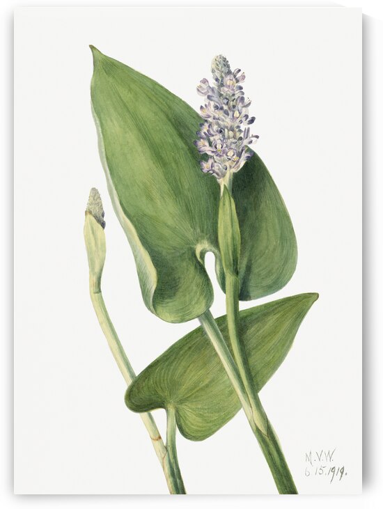 Northern Onion Allium sibiricum 1920 by IStockHistory com