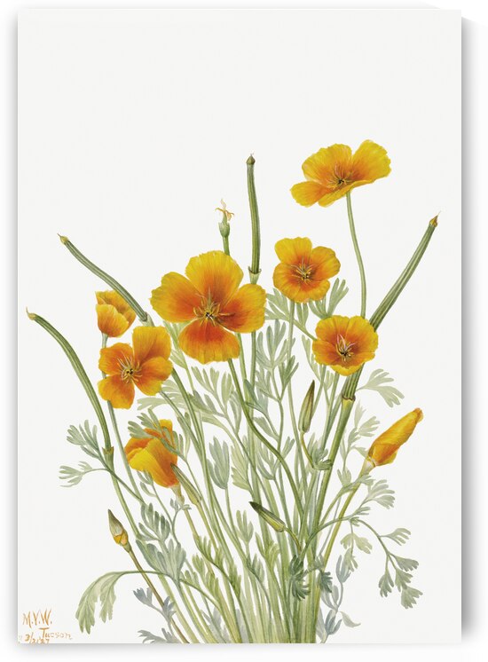 Mexican Poppy Eschscholtzia mexicana 1927 by IStockHistory com