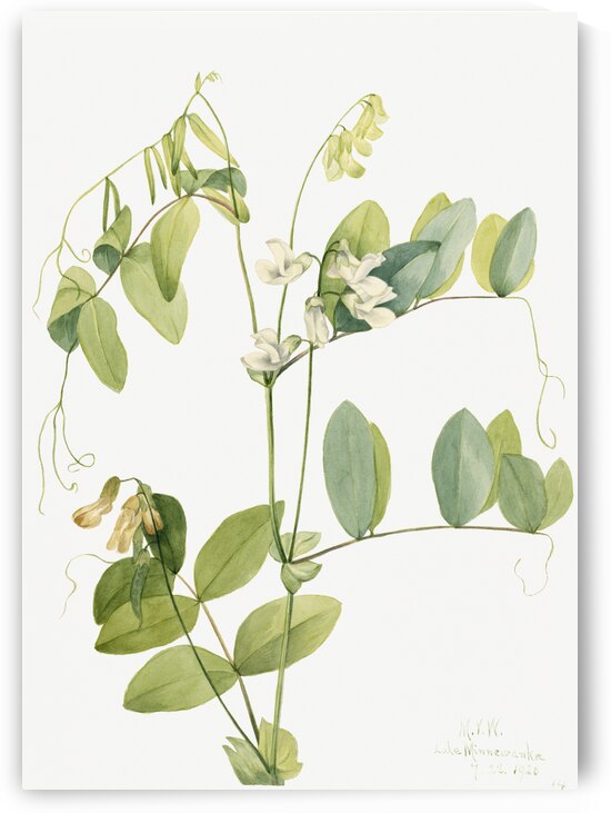 White Pea Lathyrus ochroleucus 1920 by IStockHistory com