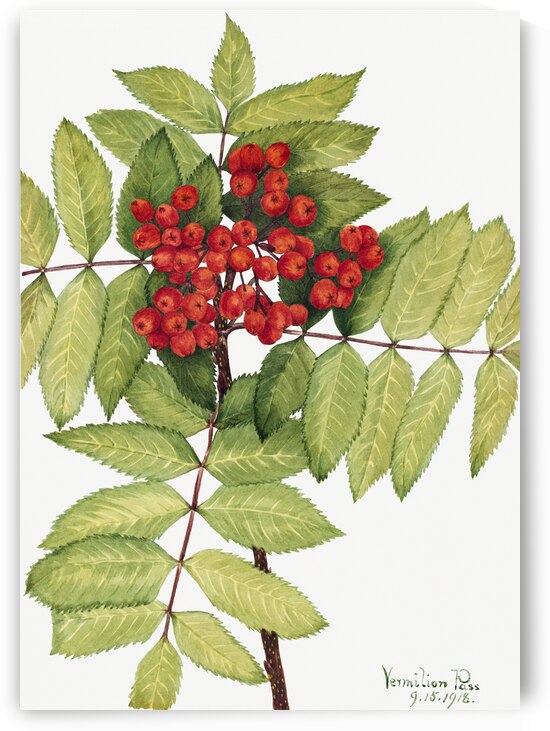 Western Mountain Ash Sorbus sambucifolia 1918 by IStockHistory com