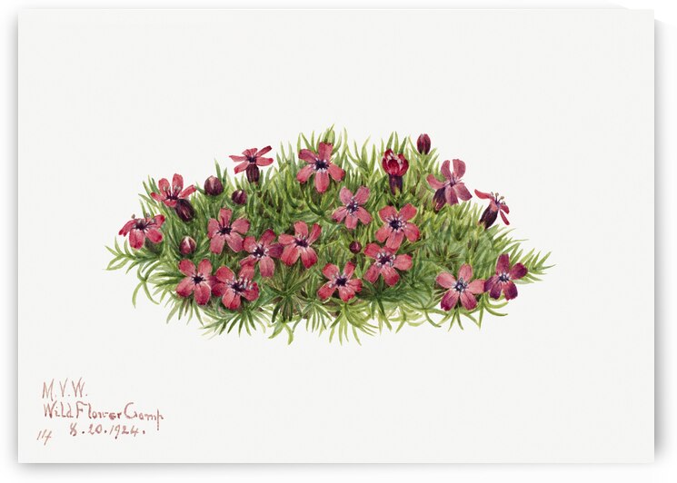 Moss Campion Silene acaulis 1924 by IStockHistory com