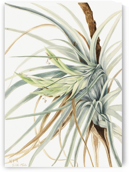 Wild Pineapple Tillandsia fasciculata 1921 by IStockHistory com