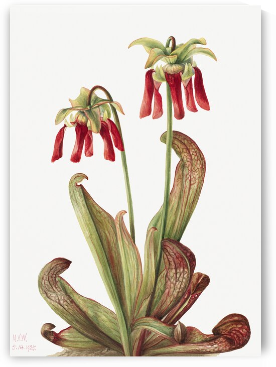 Parrot pitcherplant Sarracenia psittacina 1925 by IStockHistory com