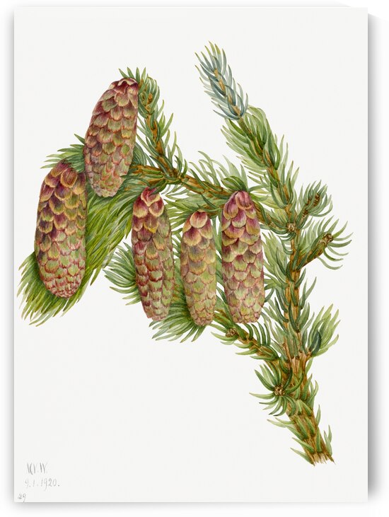 Douglas Fir Pseudotsuga mucronata 1923 by IStockHistory com