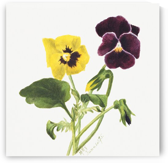 Pansies 1875 by IStockHistory com